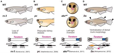 Teratorn and its relatives – a cross-point of distinct mobile elements, transposons and viruses